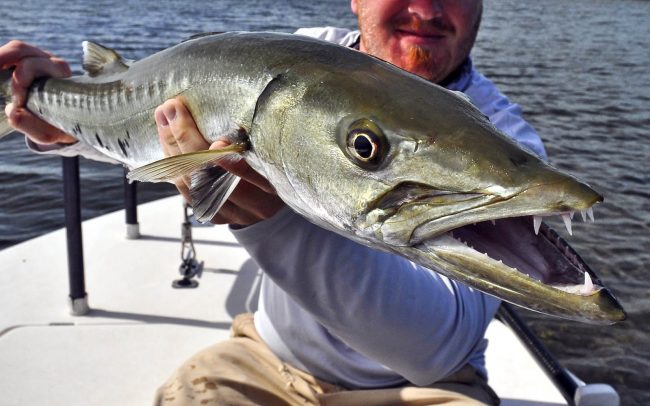 Big Pine Key Fly Fishing Barracuda