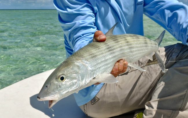 Big Pine Key Fly Fishing Bonefish