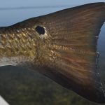Big Pine Key Fly Fishing Redfish