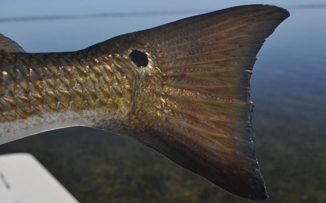 Big Pine Key Fly Fishing Redfish