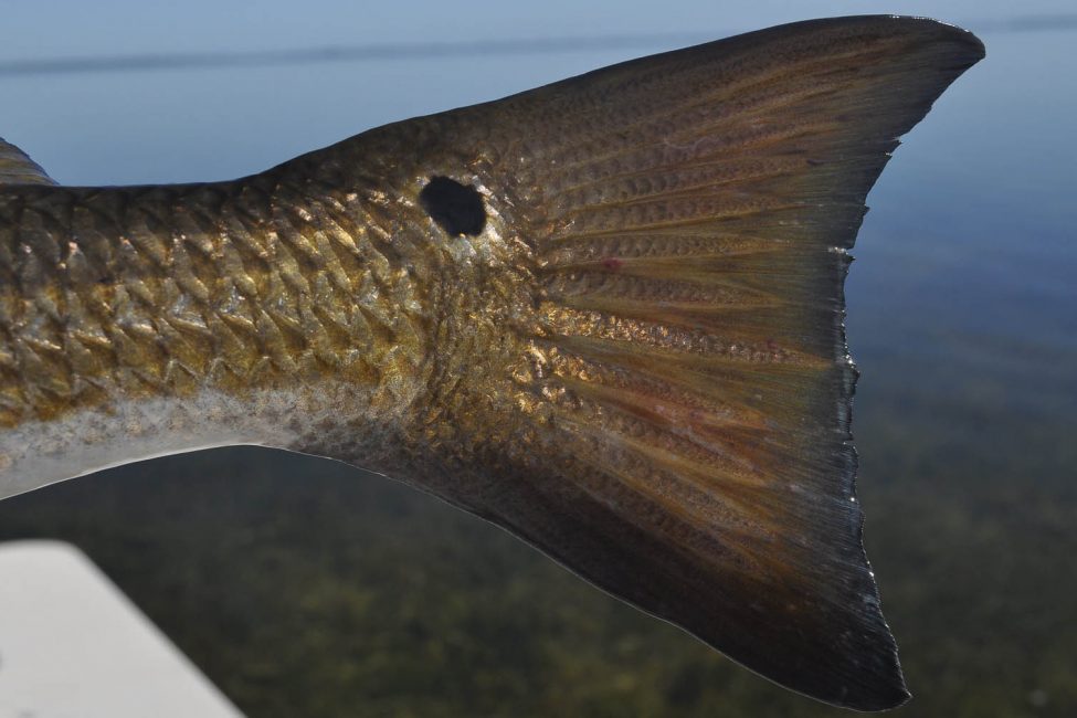 Big Pine Key Fly Fishing Redfish