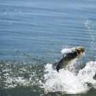 Big Pine Key Fly Fishing Tarpon