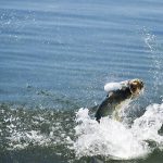 Big Pine Key Fly Fishing Tarpon