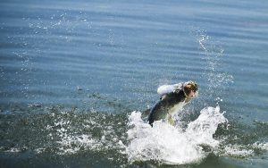 Big Pine Key Fly Fishing Tarpon