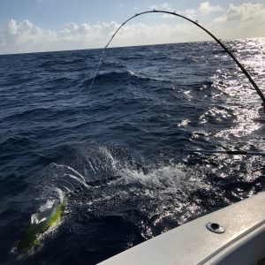 LOWER KEYS MAHI ON