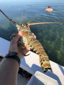 LOWER KEYS LOBSTER